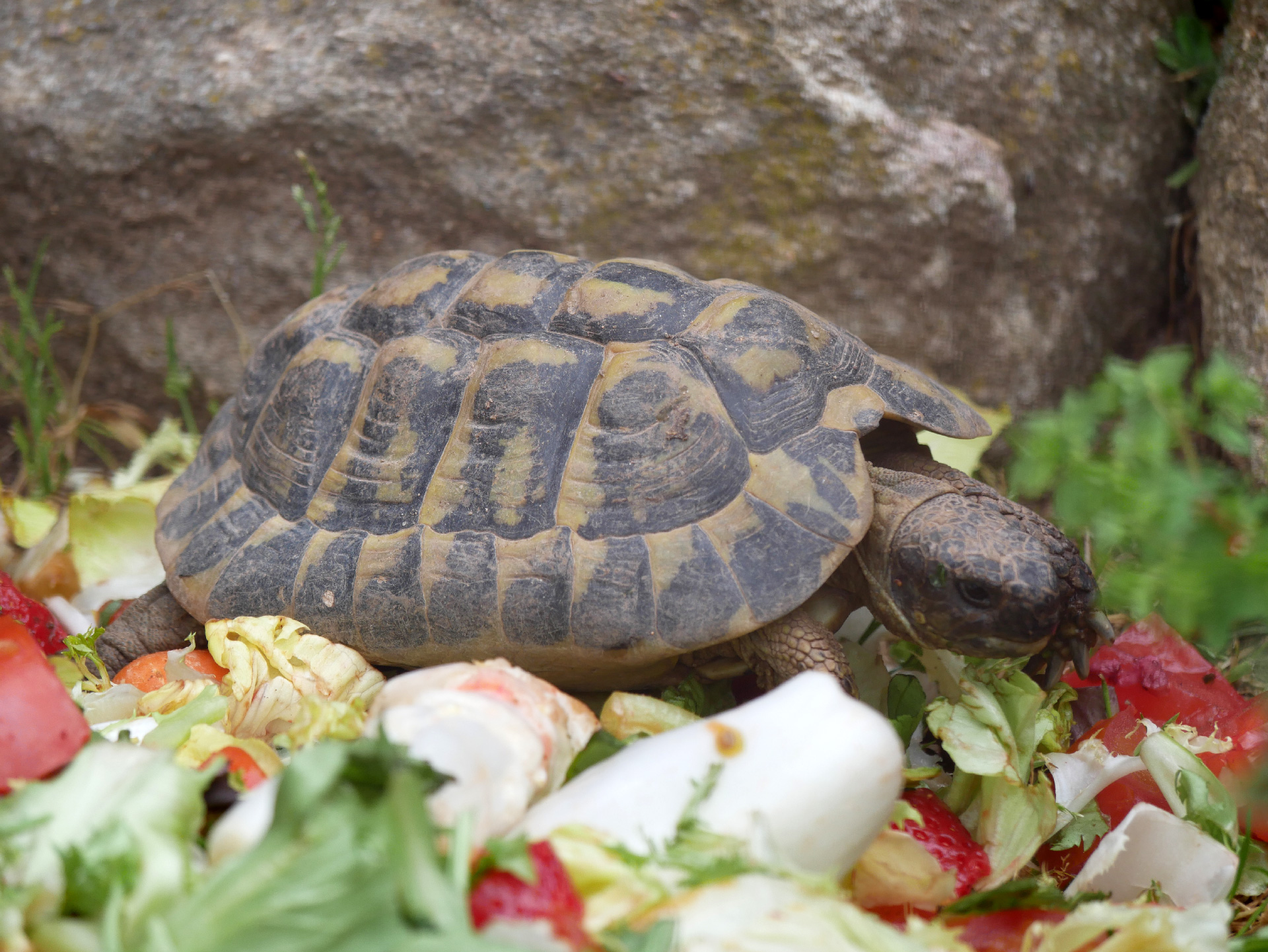 Tortue d'Hermann - Parc animalier de la Barben