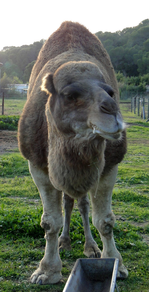 Le Dromadaire  Parc zoologique de fr jus