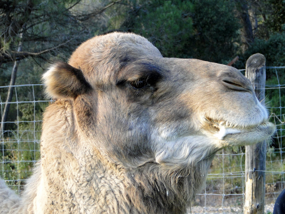 Le Dromadaire  Parc zoologique de fr jus