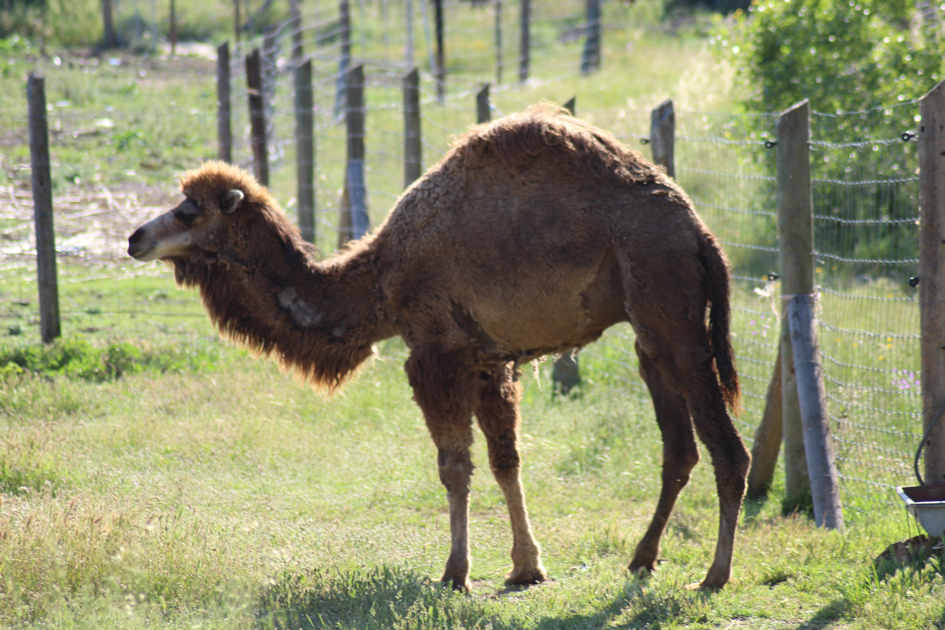 Le Dromadaire  Parc zoologique de fr jus