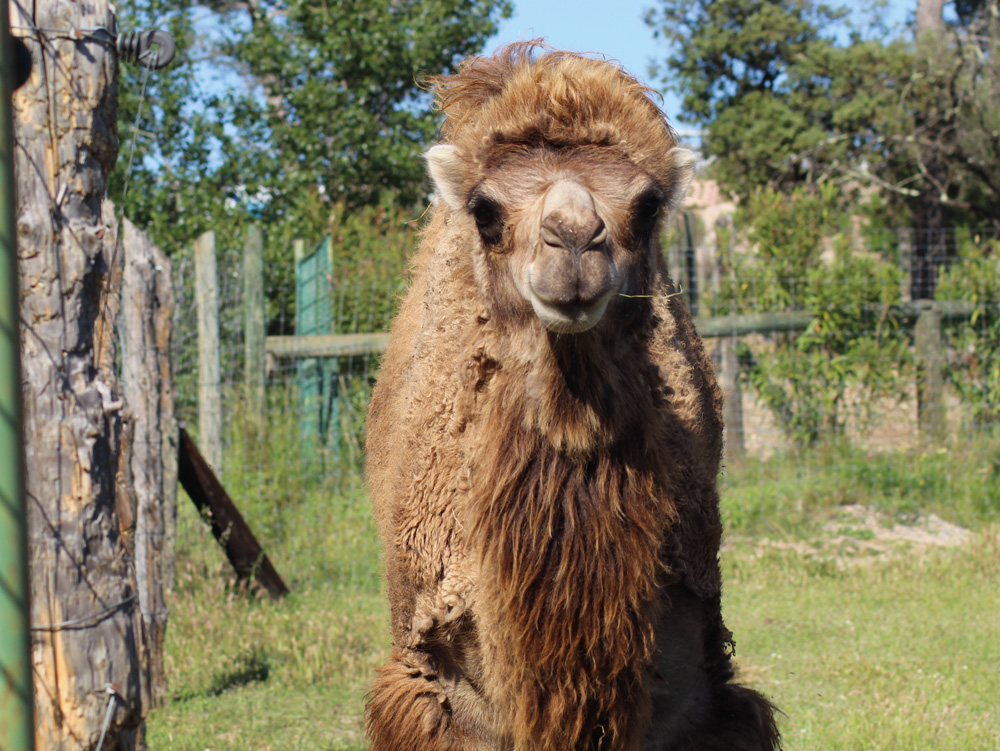 Le Dromadaire  Parc zoologique de fr jus